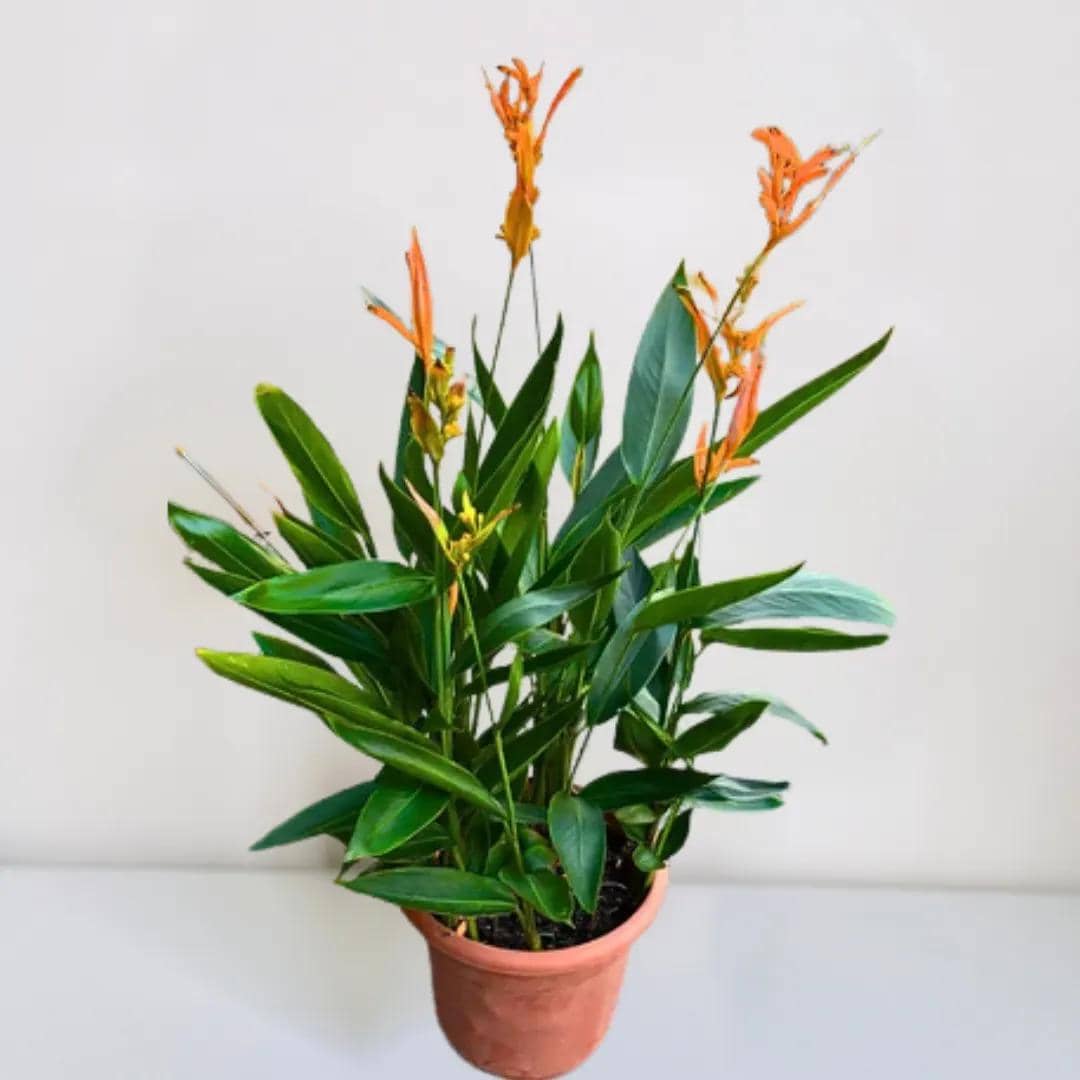 ilustrasi heliconia psittacorum