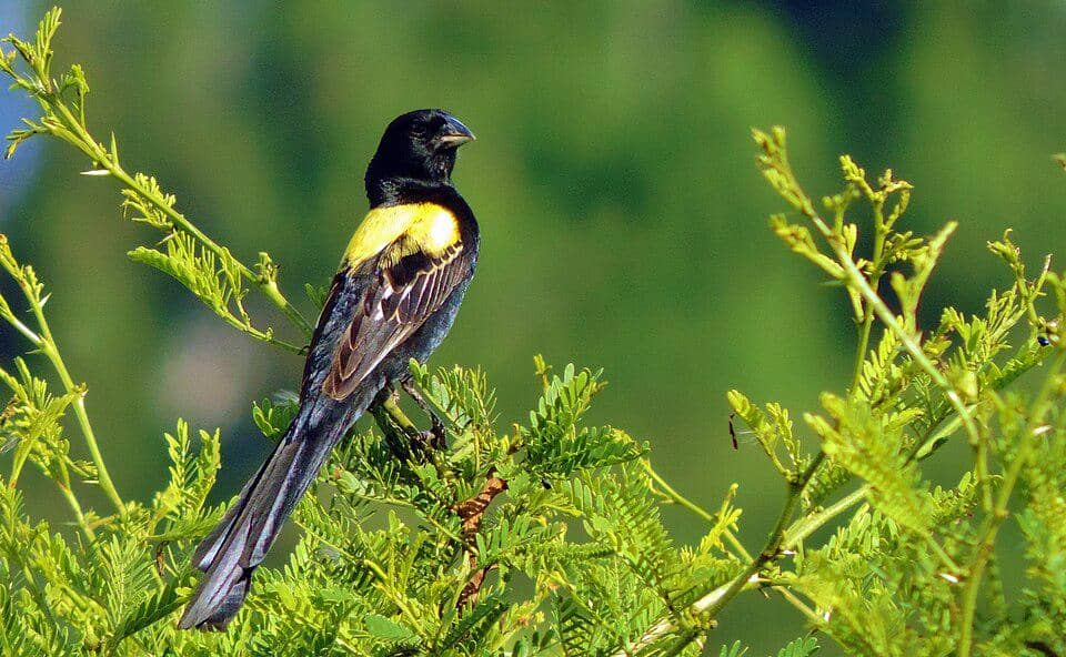 5 Fakta Yellow Mantled Widowbird, Burung Bahu Kuning dari Afrika