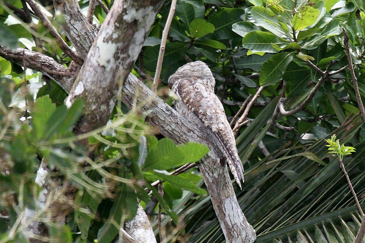 Burung Potoo