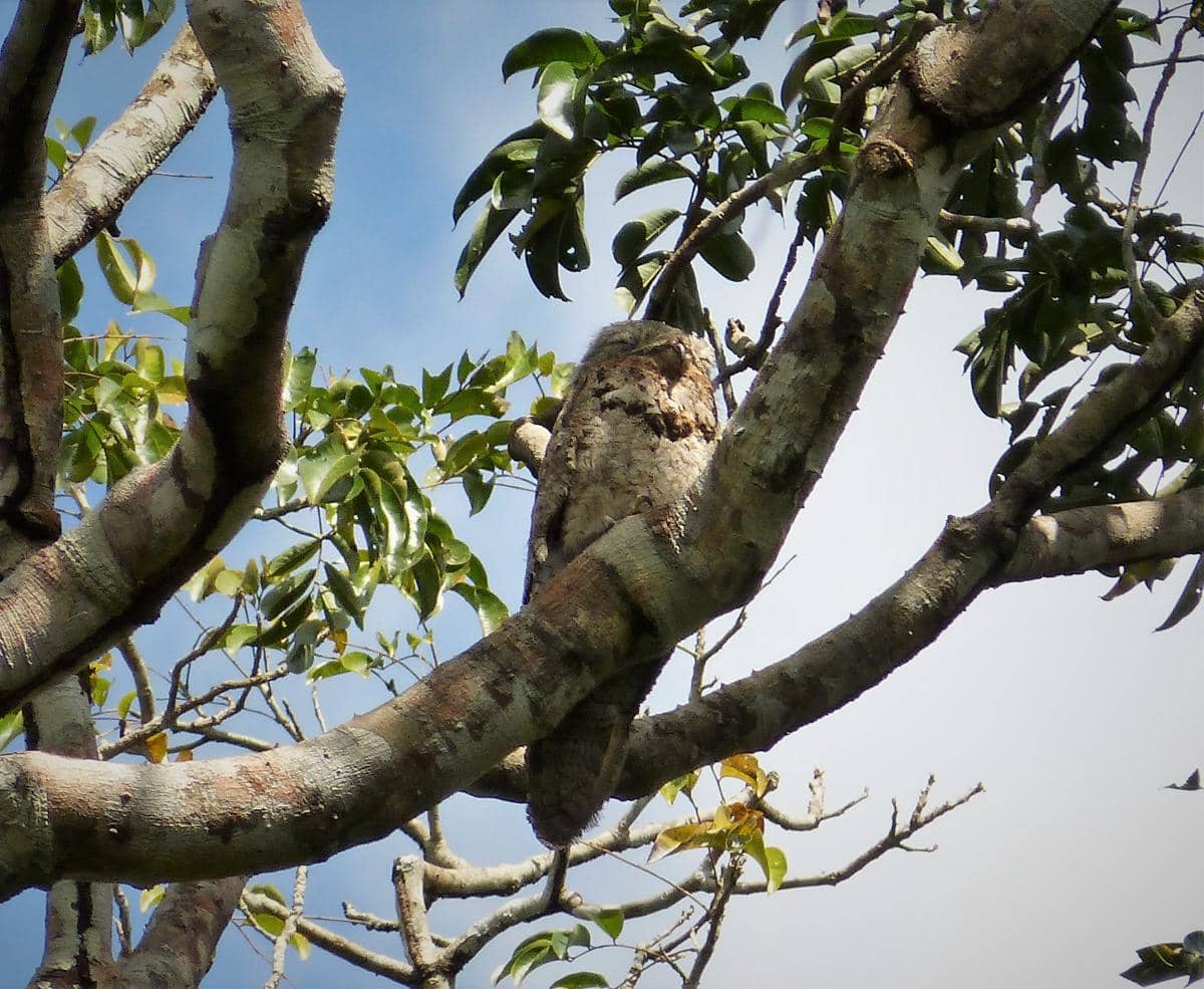 Kenapa Burung Potoo Suka Bertengger seperti Potongan Kayu?