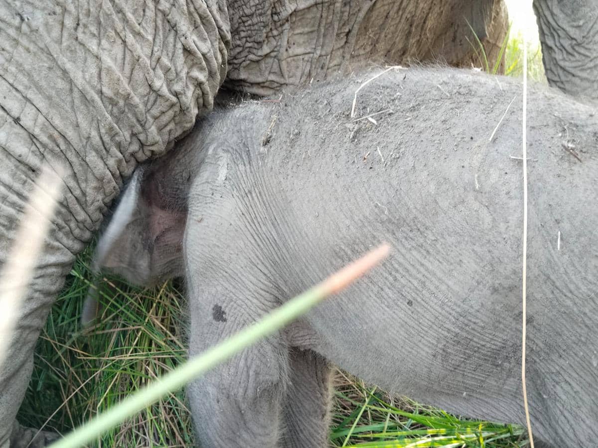 Bayi Gajah Lahir di Sumatra Selatan Jadi Kado HUT ke-81 RI