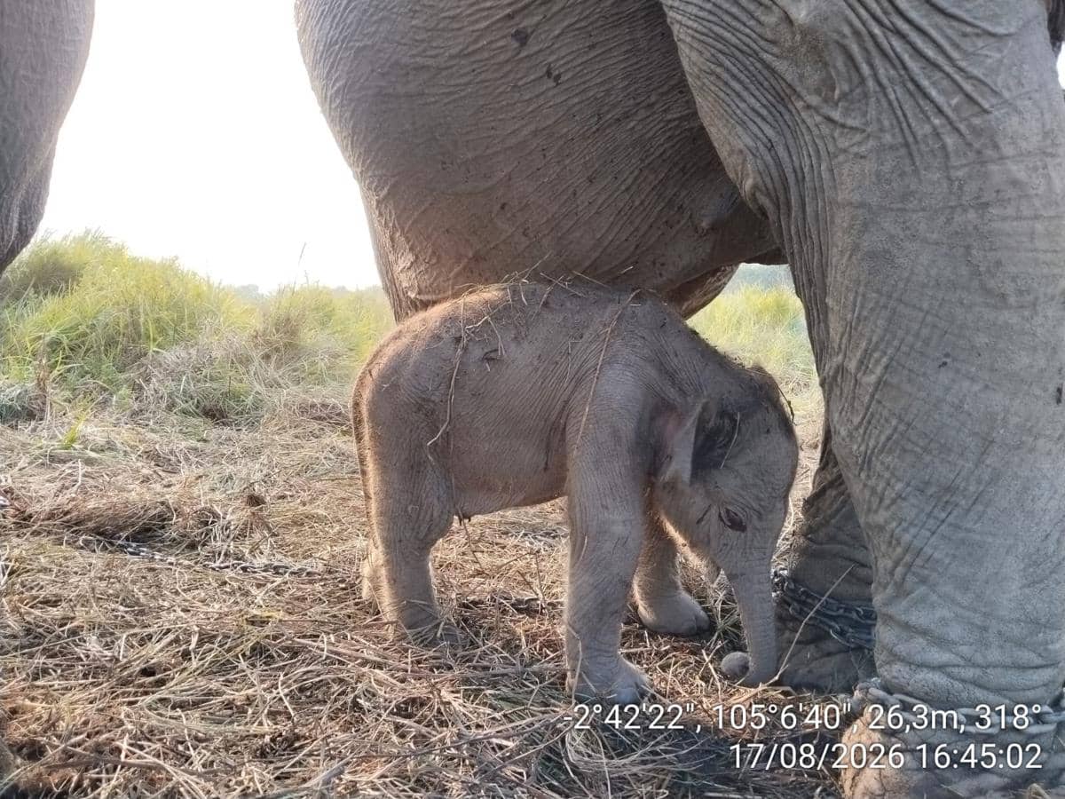 Bayi gajah lahir di peringatan Hari Ulang Tahun (HUT) ke-81 Kemerdekaan Republik Indonesia (dok. Kemenhut)
