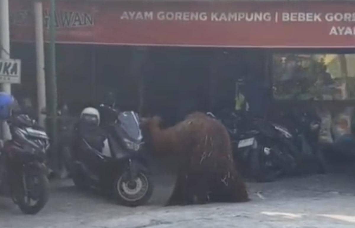 Orang Utan Solo Safari Lepas, Sempat Masuk Warung Ayam Goreng