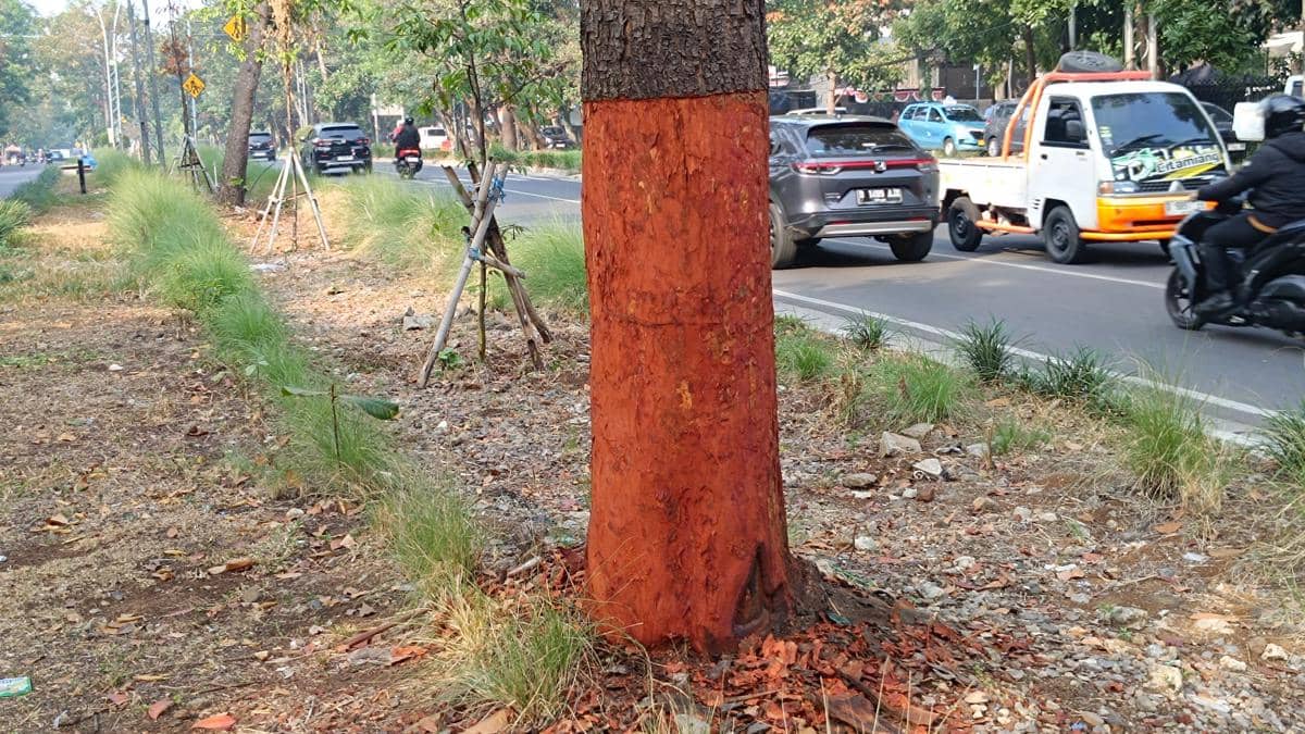 10 Pohon di Jalan Pahlawan Bandung Dikerik, Pemkot Lakukan Pemulihan