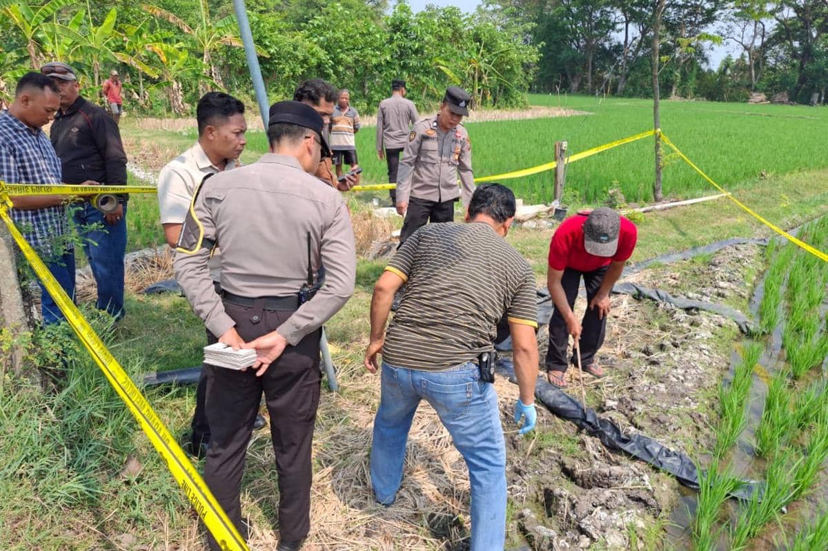 Jebakan Tikus Makan Korban Lagi, Petani Ngawi Tewas Kesetrum