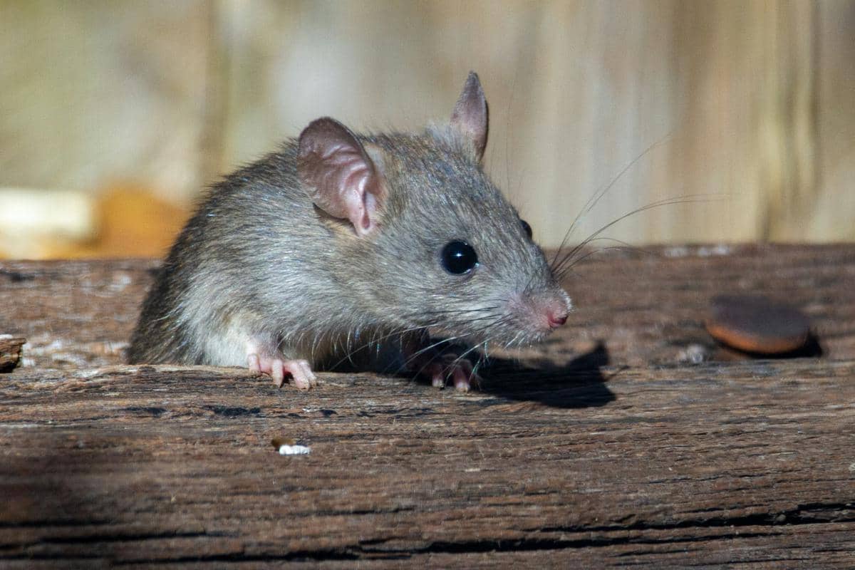 Bau yang tidak disukai oleh tikus