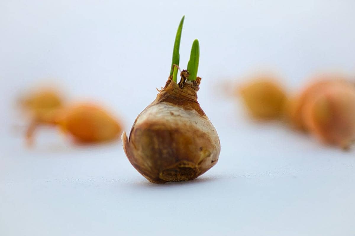 Apakah Bawang Bertunas Aman Dimakan? Begini Penjelasannya