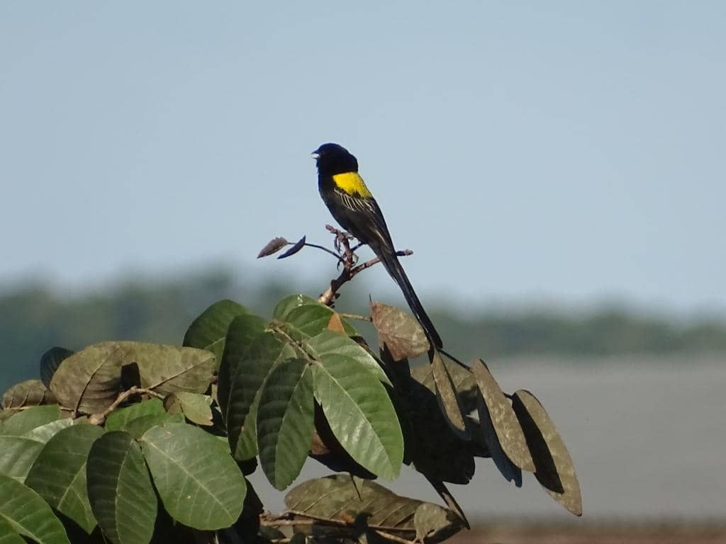 Burung Euplectes macroura