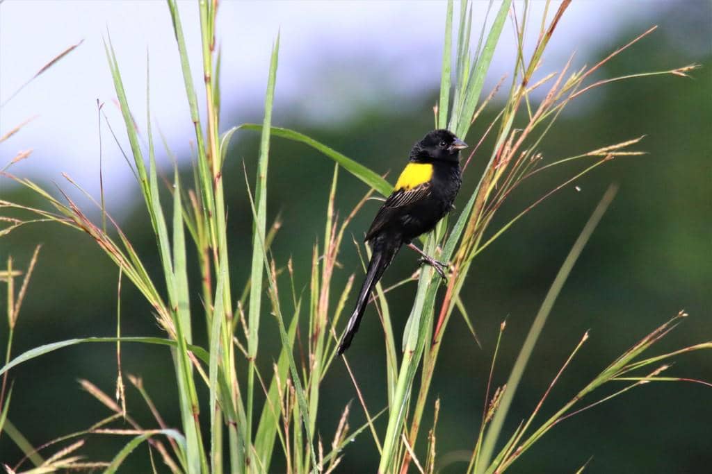 Burung Euplectes macroura