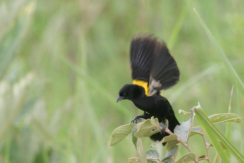 Burung Euplectes macroura