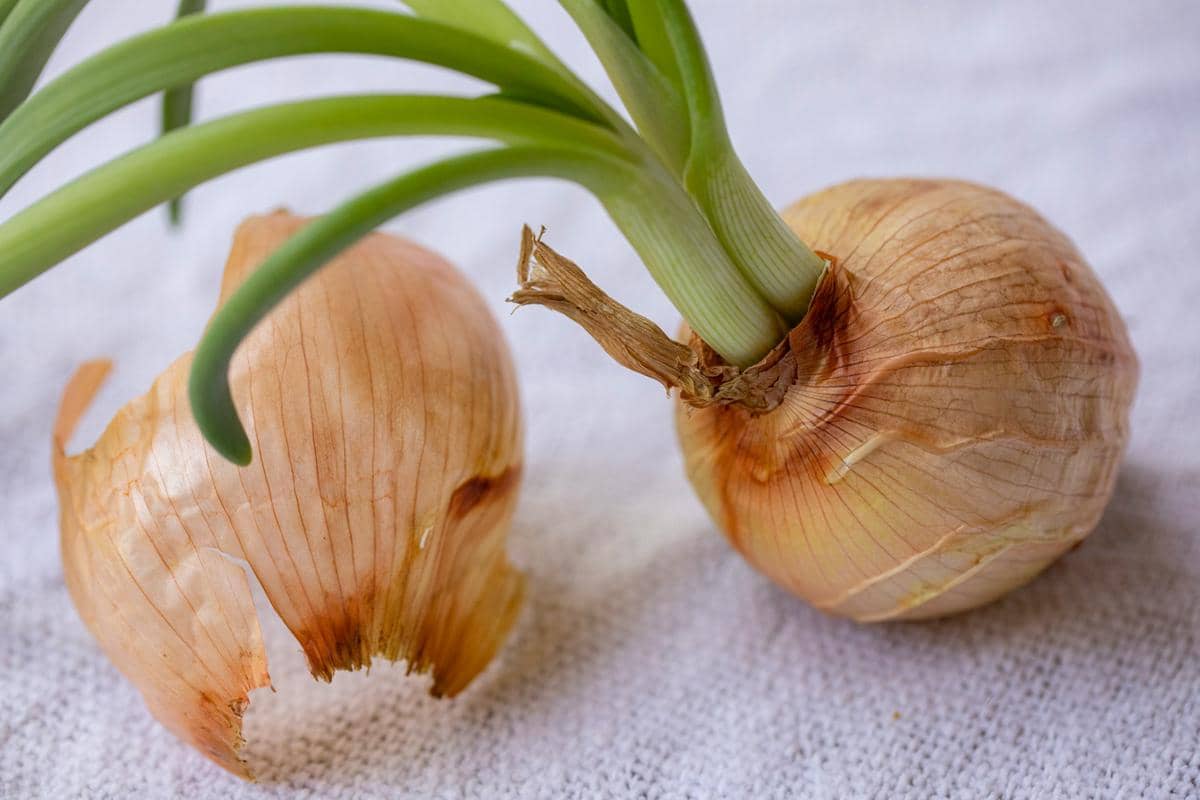 apakah bawang bertunas aman dimakan?