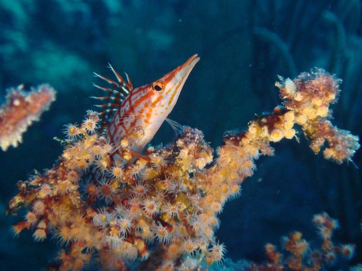 longnose hawkfish