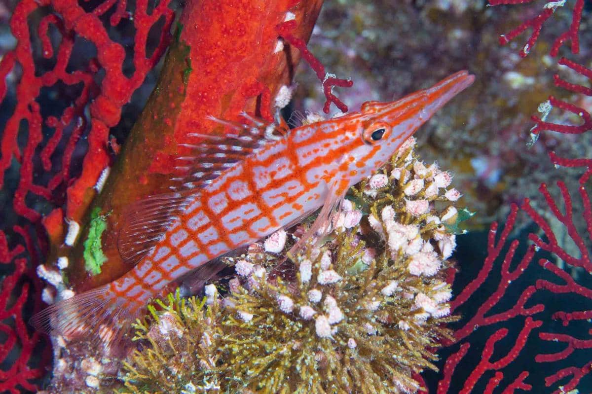 longnose hawkfish