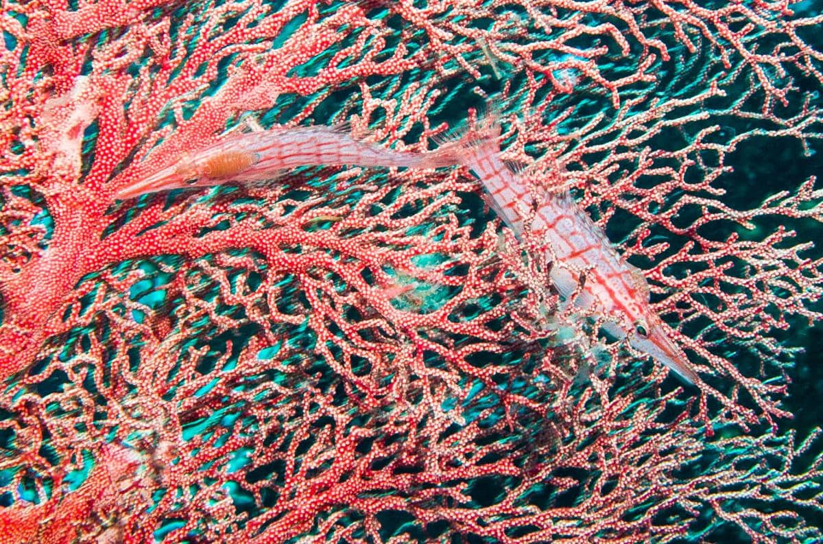 longnose hawkfish