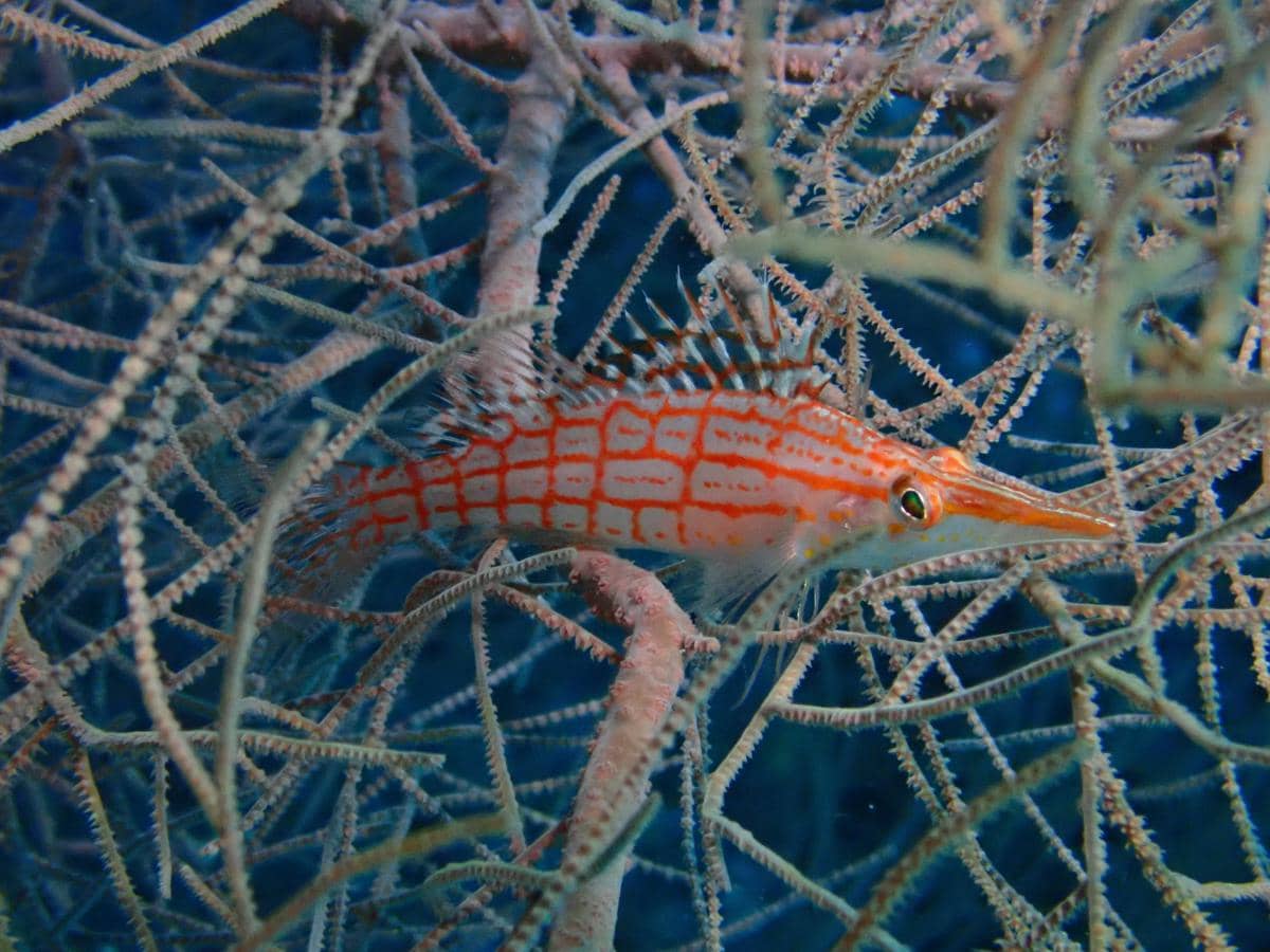 longnose hawkfish