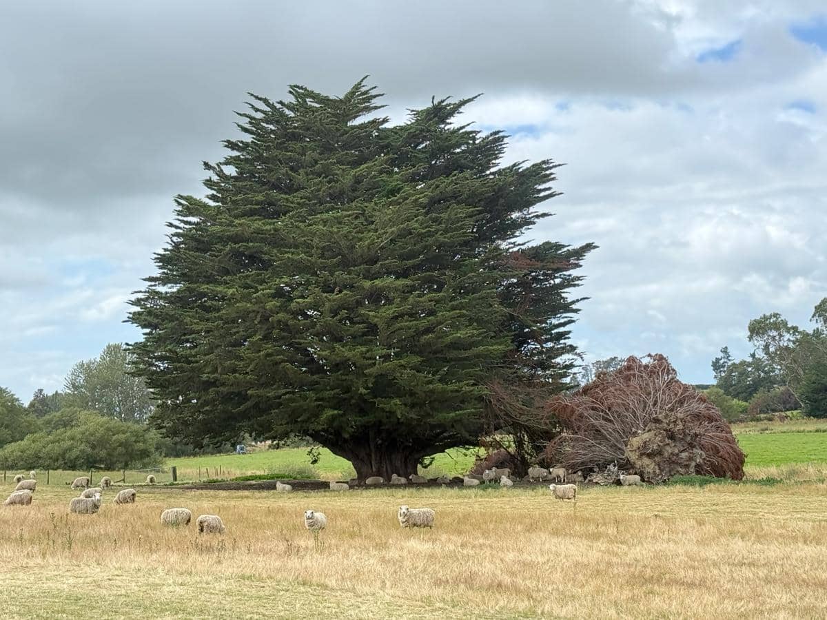 Monterey cypress