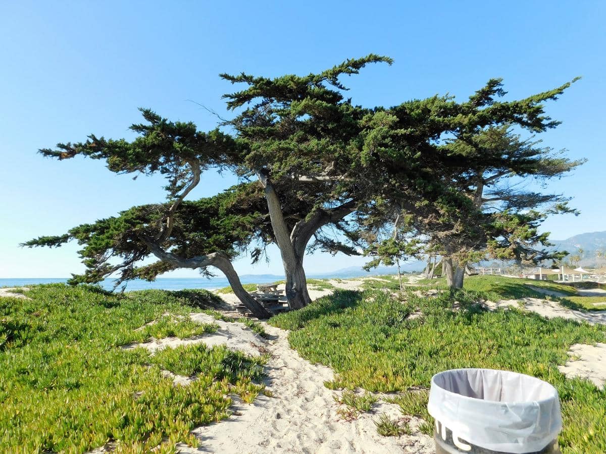 5 Fakta Unik Monterey Cypress, Pohon Konifer Asli California