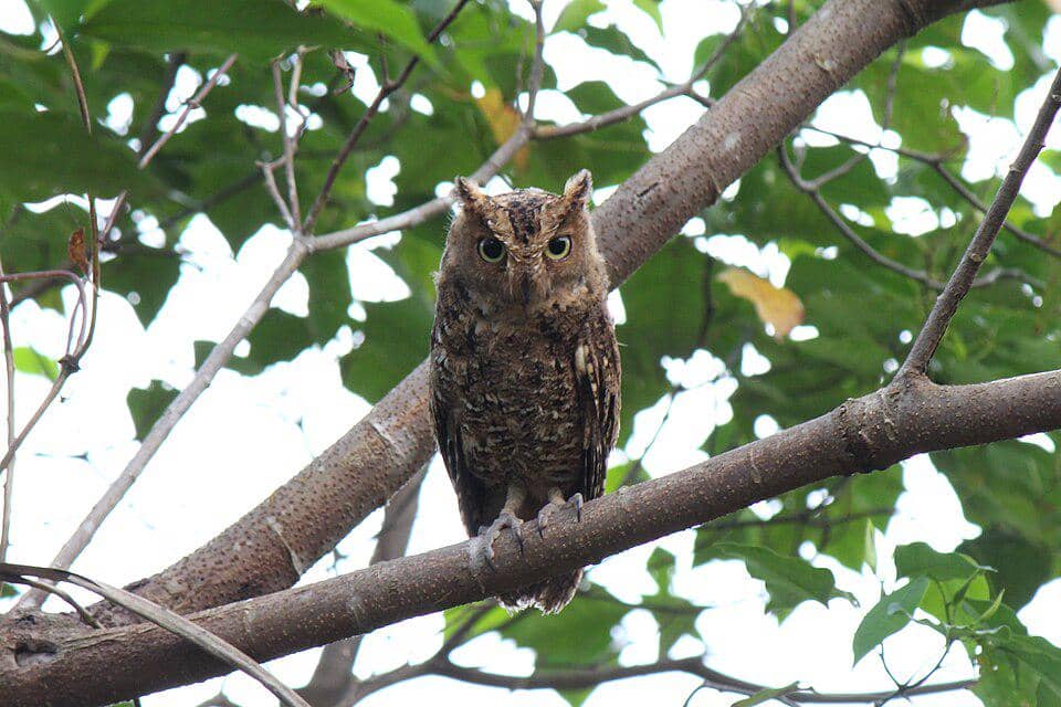 Celepuk sulawesi terlihat di Gunung Masarang, Sulawesi Utara.
