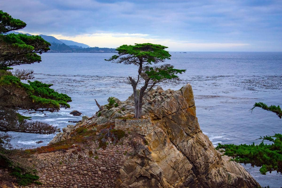 The Lone Cypress