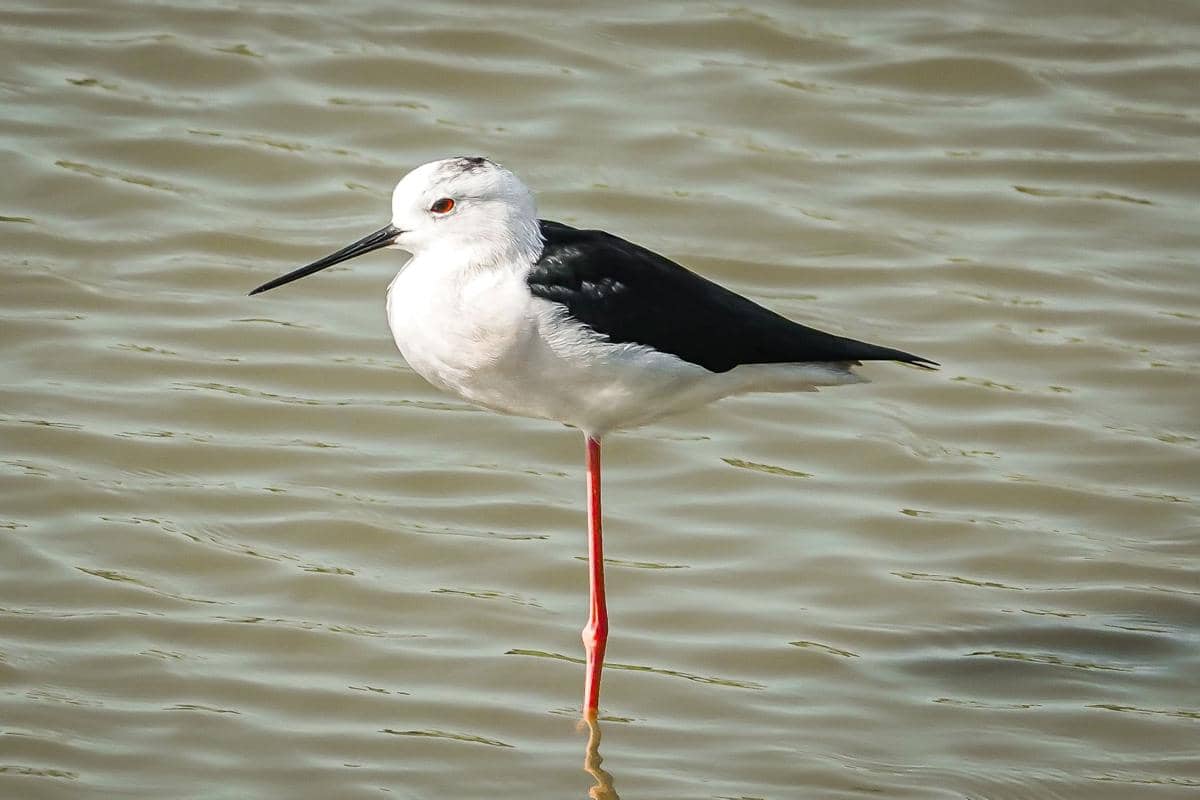 Mengapa Sebagian Burung Sering Berdiri dengan Satu Kaki?