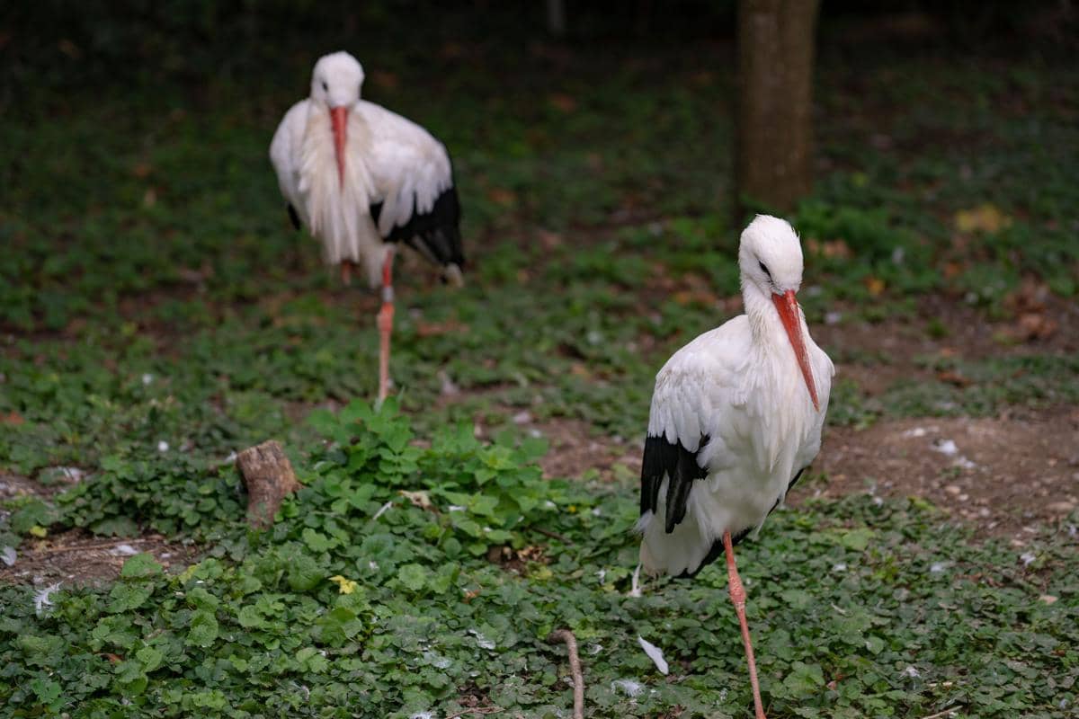 Burung berdiri dengan satu kaki