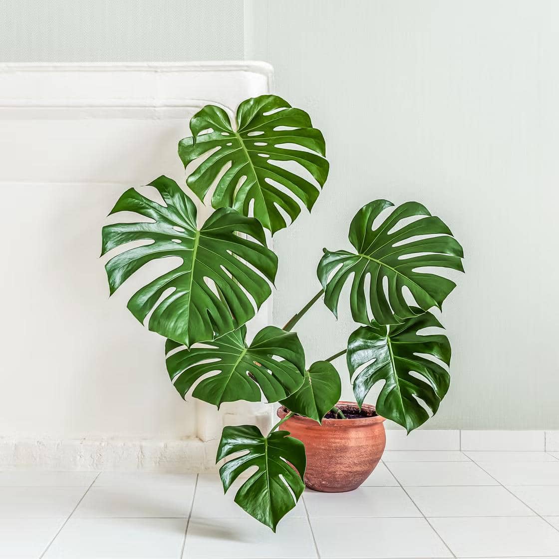 ilustrasi monstera deliciosa