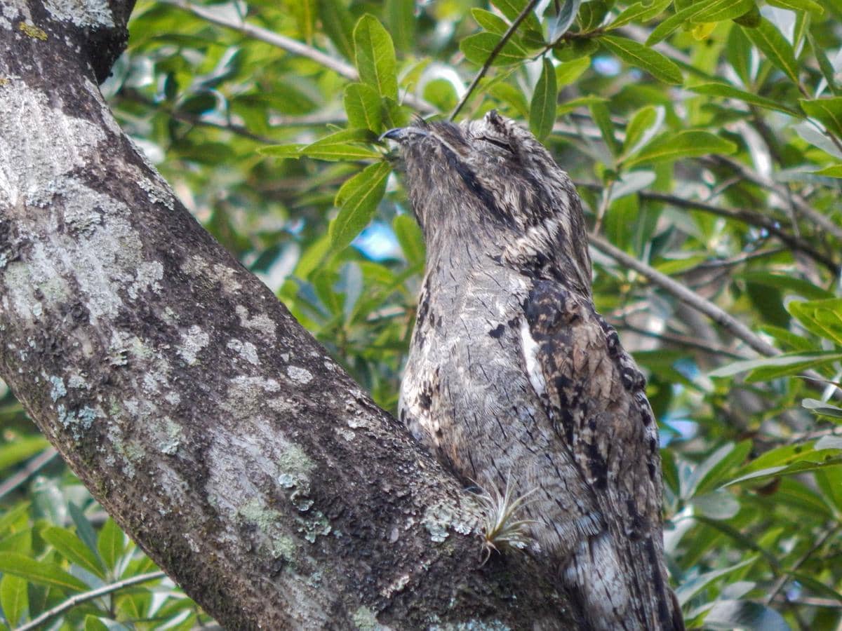 Burung Potoo
