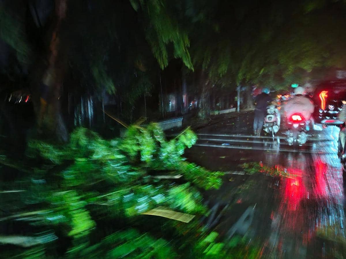 Pohon-pohon bertumbangan di Kota Medan akibat hujan deras yang mengguyur pada Selasa malam, 18 Agustus 2026.