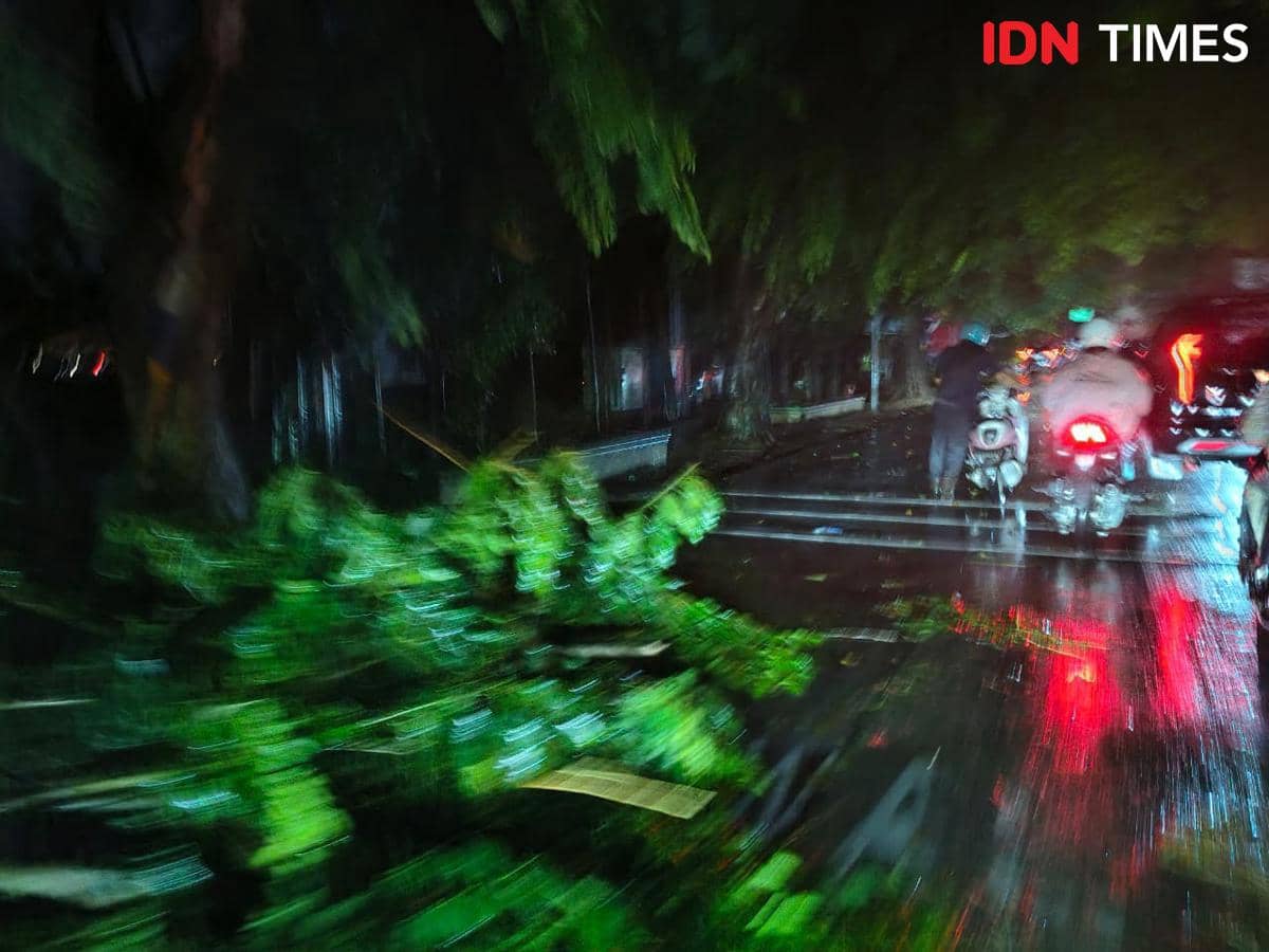 Hujan Badai di Medan, Pohon Tumbang hingga Listrik Padam