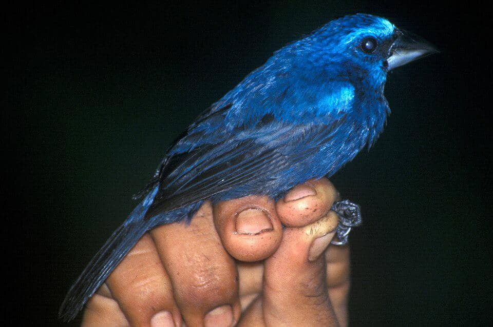 5 Fakta Burung Grosbeak Biru Hitam, Punya Kilau Warna yang Menarik