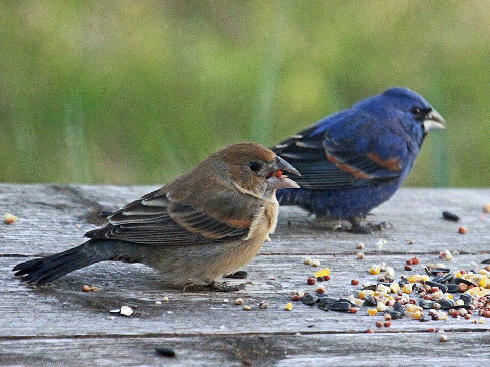 Perbedaan antara burung grosbeak biru hitam jantan dan betina