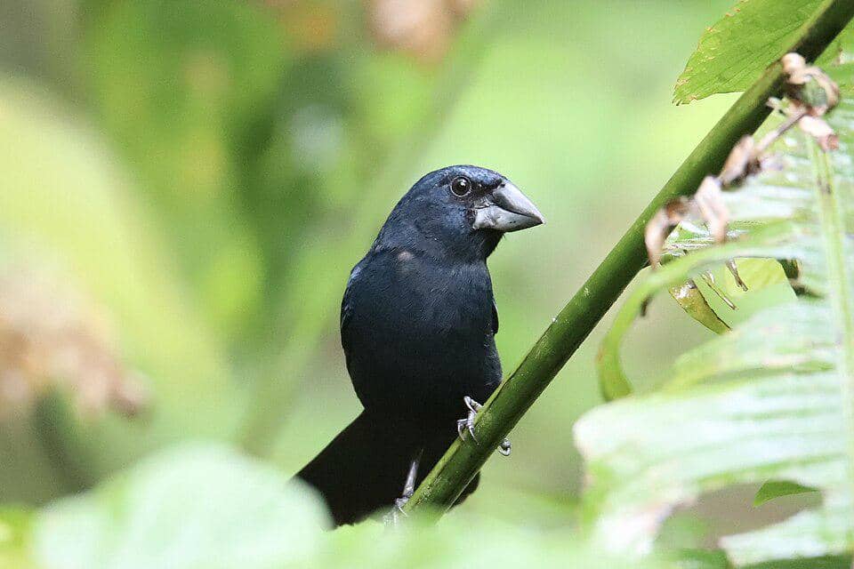 Burung grosbeak biru hitam punya paruh tebal