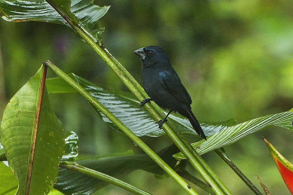 Burung grosbeak biru hitam hidup di habitat dengan vegetasi lebat