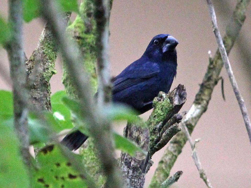 Burung grosbeak biru hitam