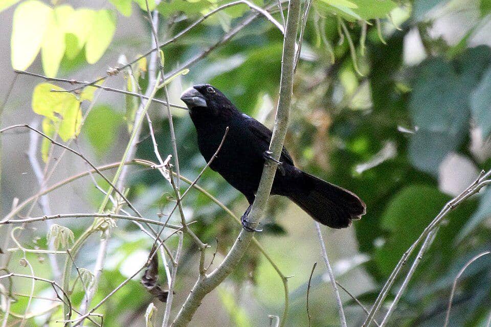 Burung grosbeak biru hitam suka sembunyi di antara pepohonan