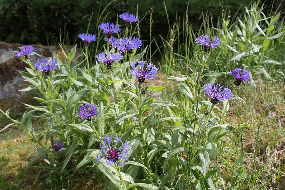 Mountain Bluet
