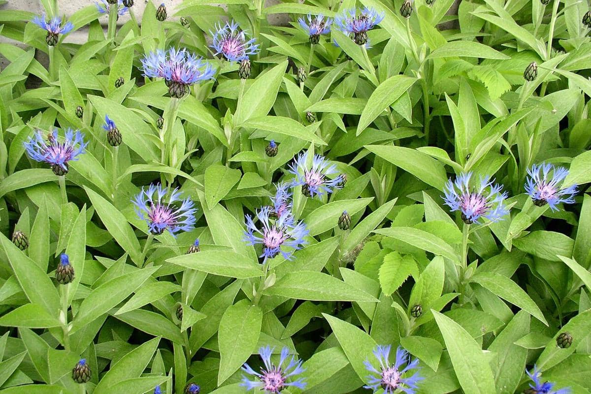 Mountain Bluet