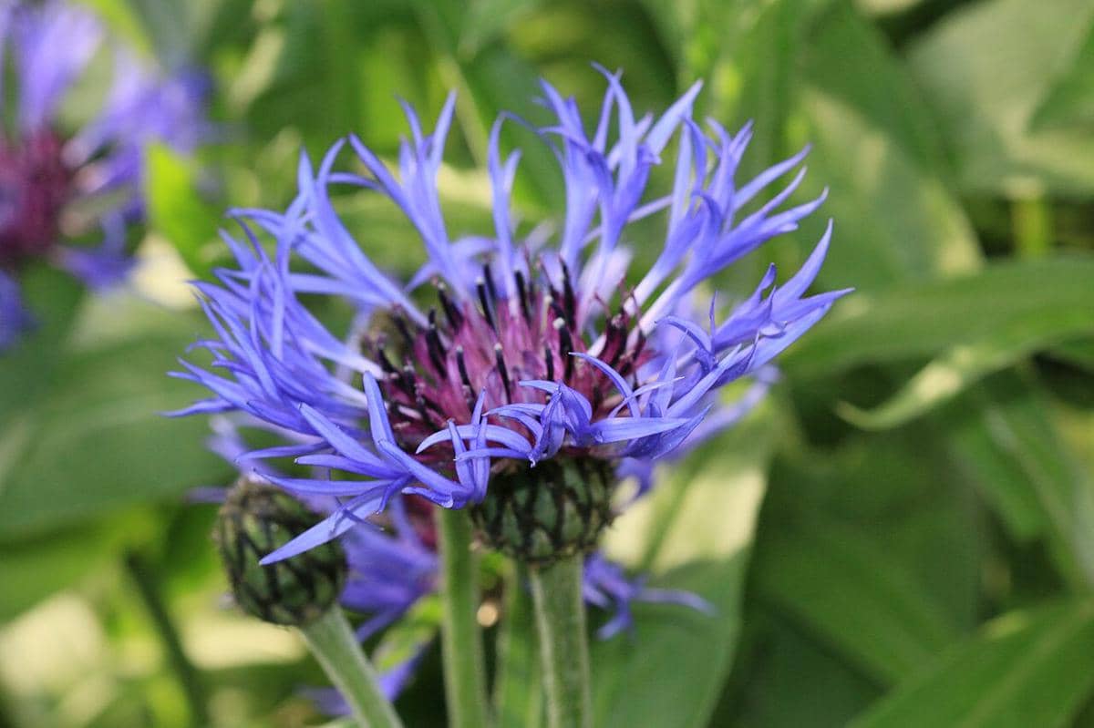 5 Fakta Mountain Bluet, Bunga Pegunungan dengan Warna Biru yang Menawan