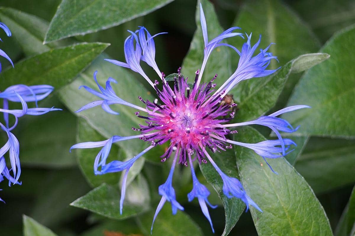 Mountain Bluet