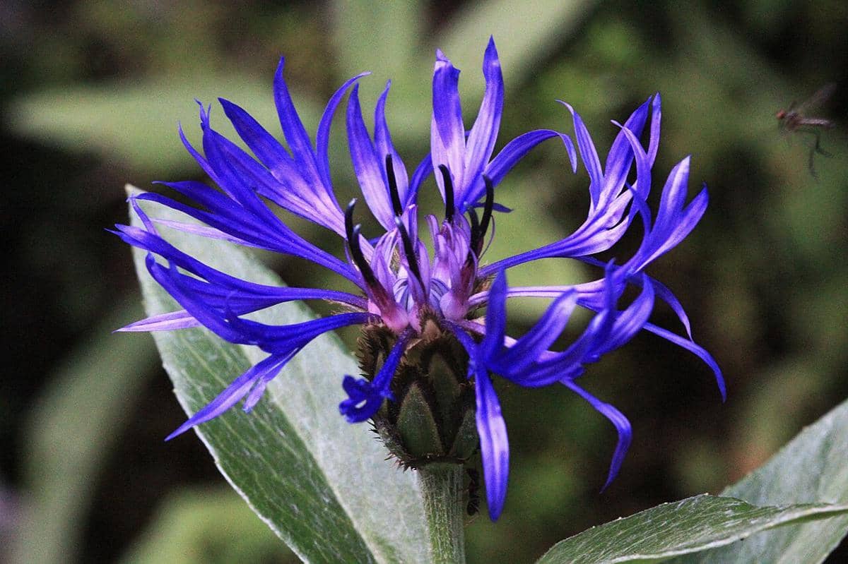 Mountain Bluet
