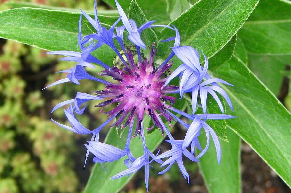 Mountain Bluet