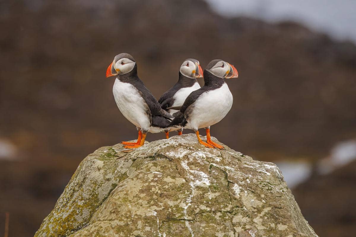 Atlantic Puffin di Pulau Flatey