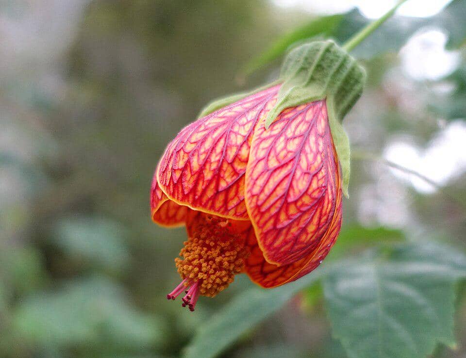 5 Fakta Menarik Redvein Abutilon, Bunga Lentera Berurat Merah
