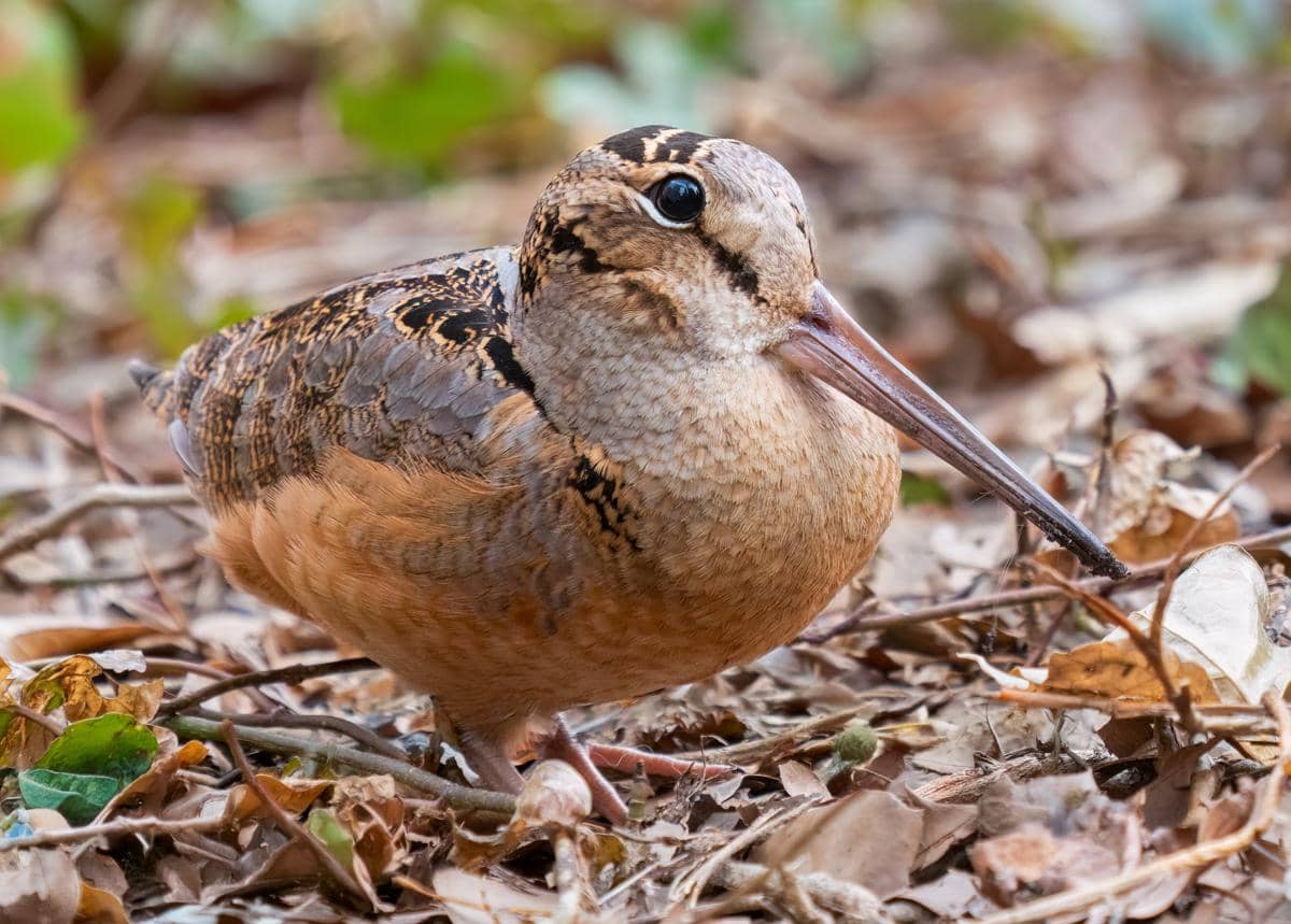 Benarkah Burung Woodcock Punya Mata di Belakang Kepala?
