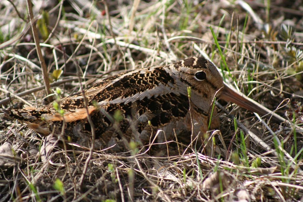 Burung woodcock 
