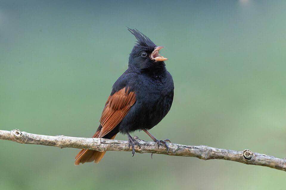 5 Fakta Menarik Crested Bunting, Si Burung Berjambul dari Asia