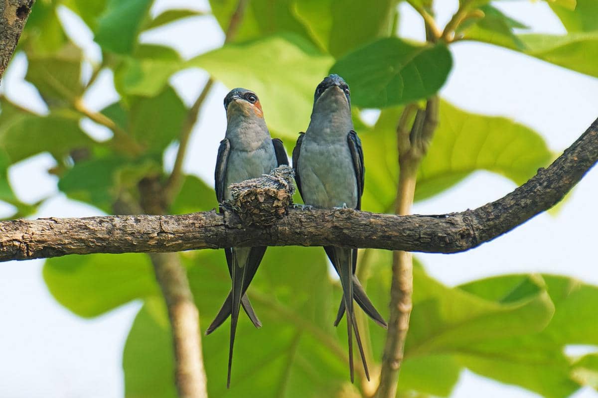 Sepasang burung tepekong jambul duduk bersarang.