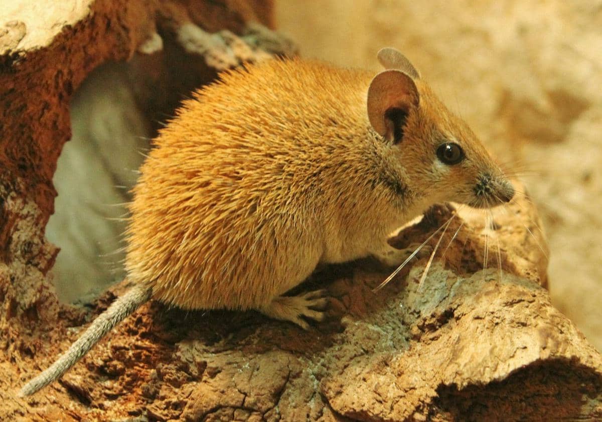 4 Fakta Tikus Berduri, Satu-satunya Rodensia yang Menstruasi