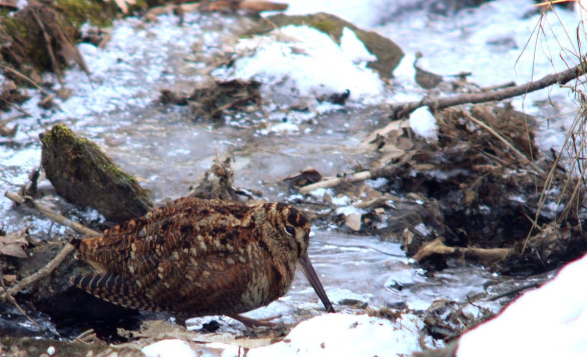 Burung woodcock 