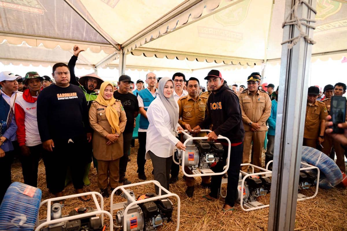 Didukung Listrik Masuk Sawah, Produktivitas Padi Sidrap Meningkat